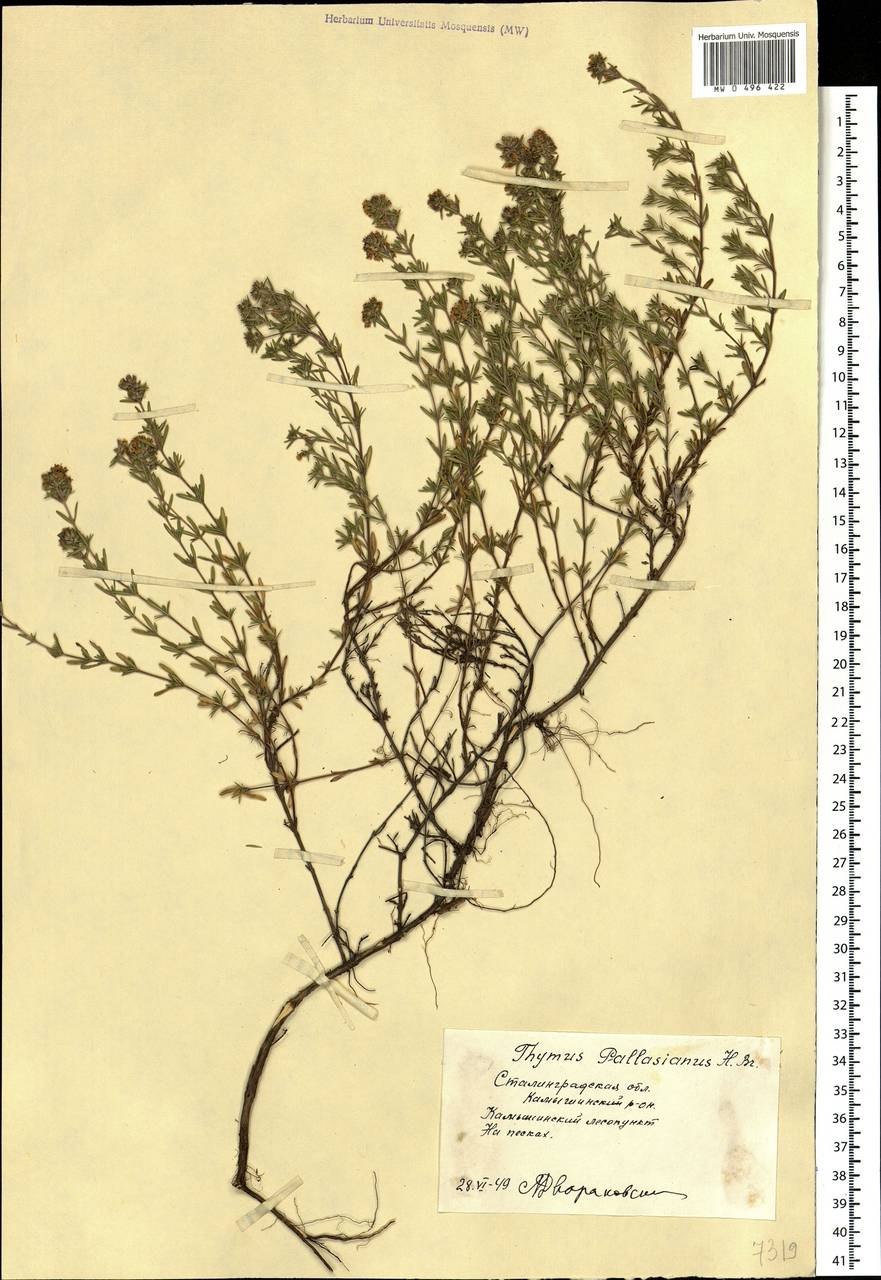 Чабрец полевой