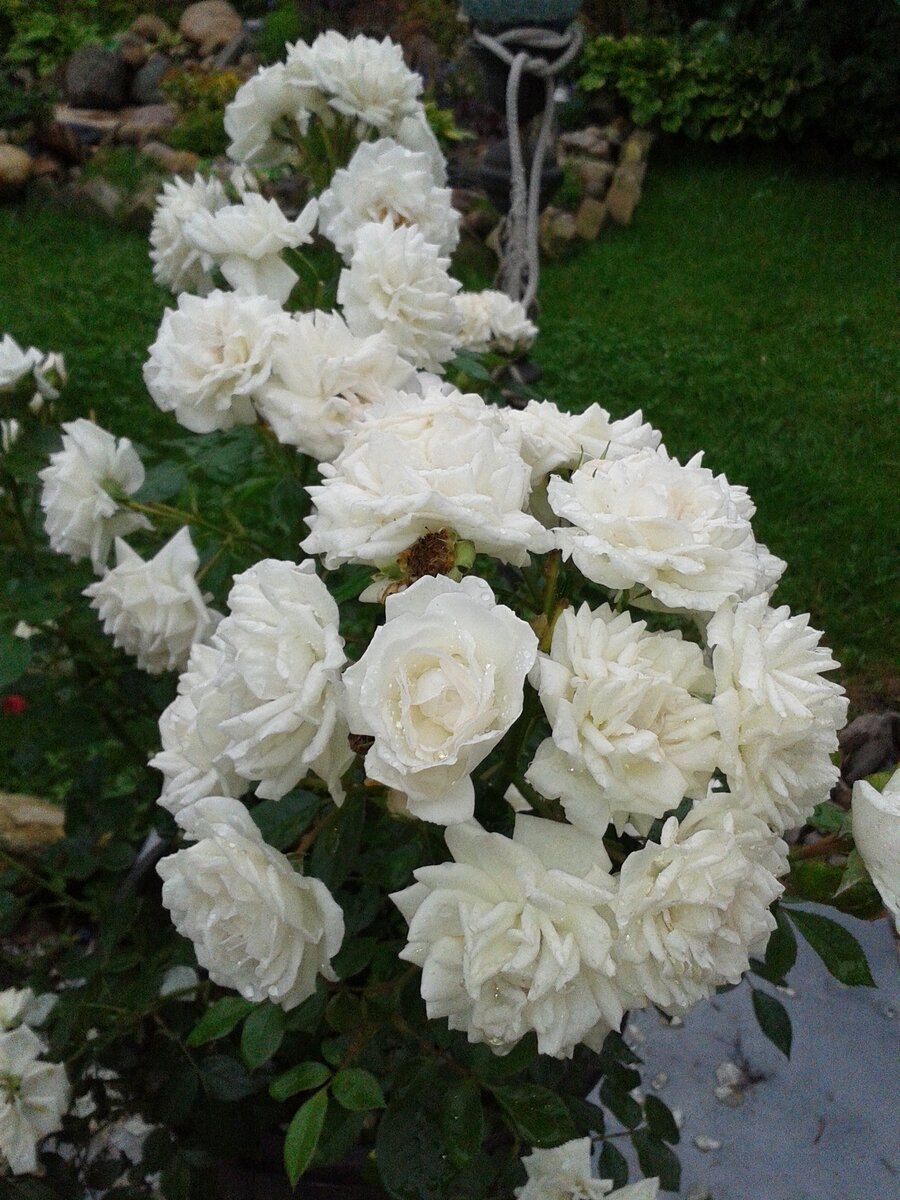 Роза Амандин Шанель