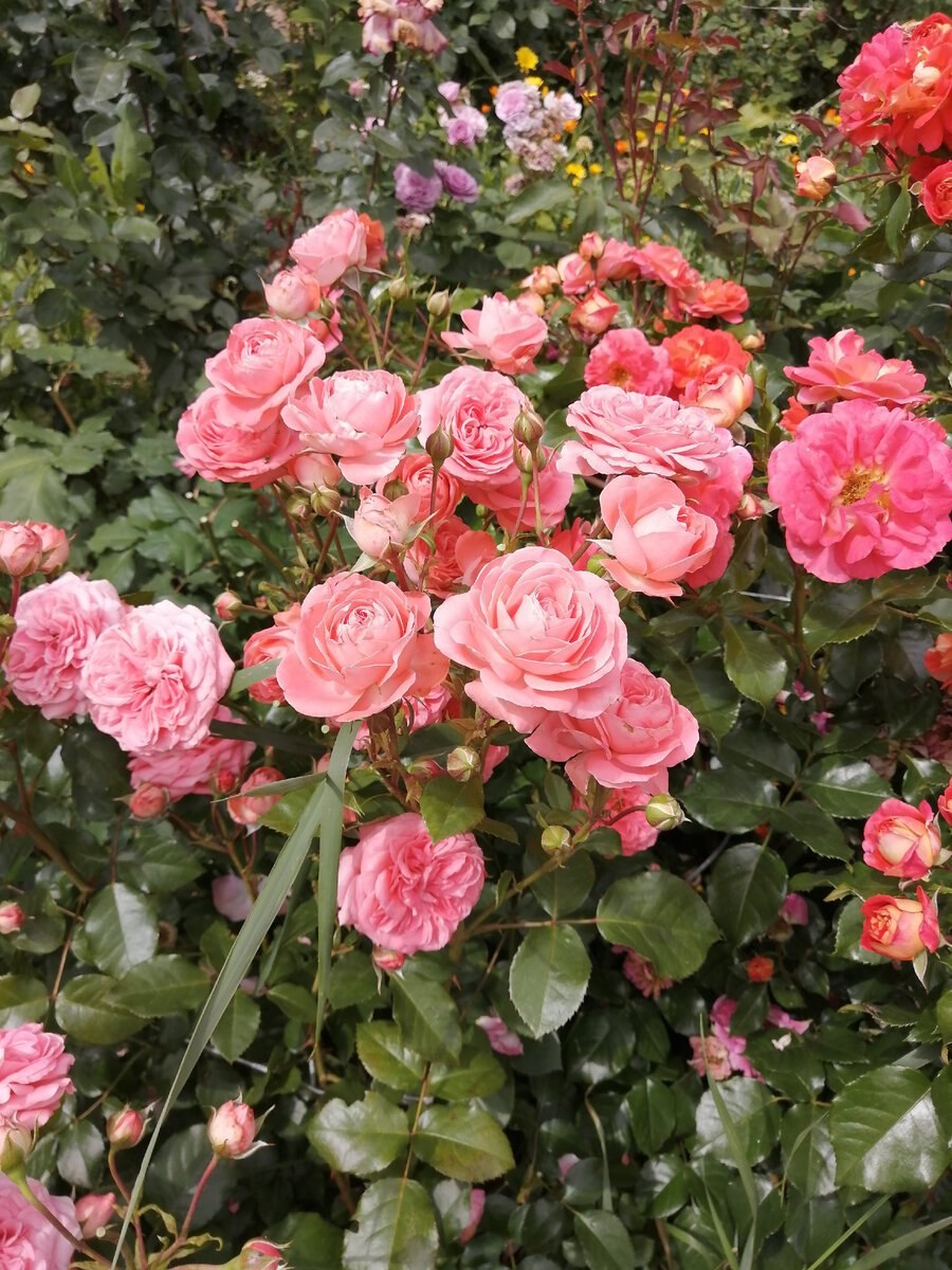 Роза чайно-гибридная Парадиз