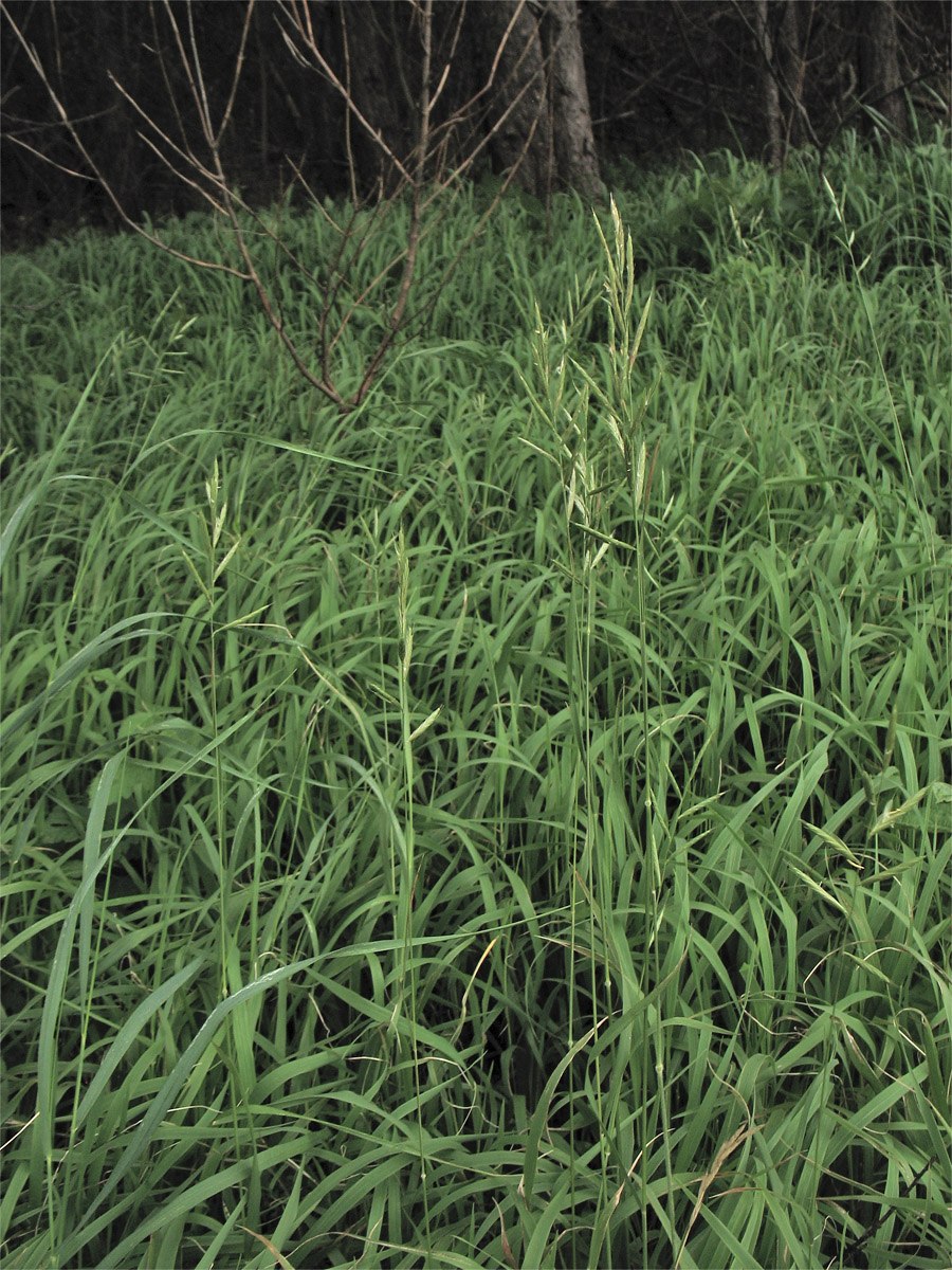 Ожика Лузула