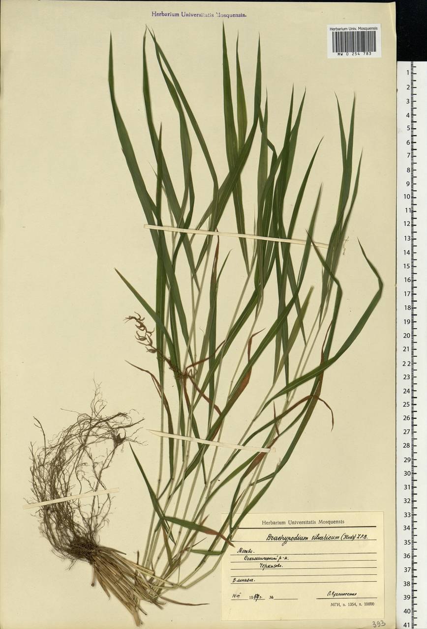 Brachypodium pinnatum