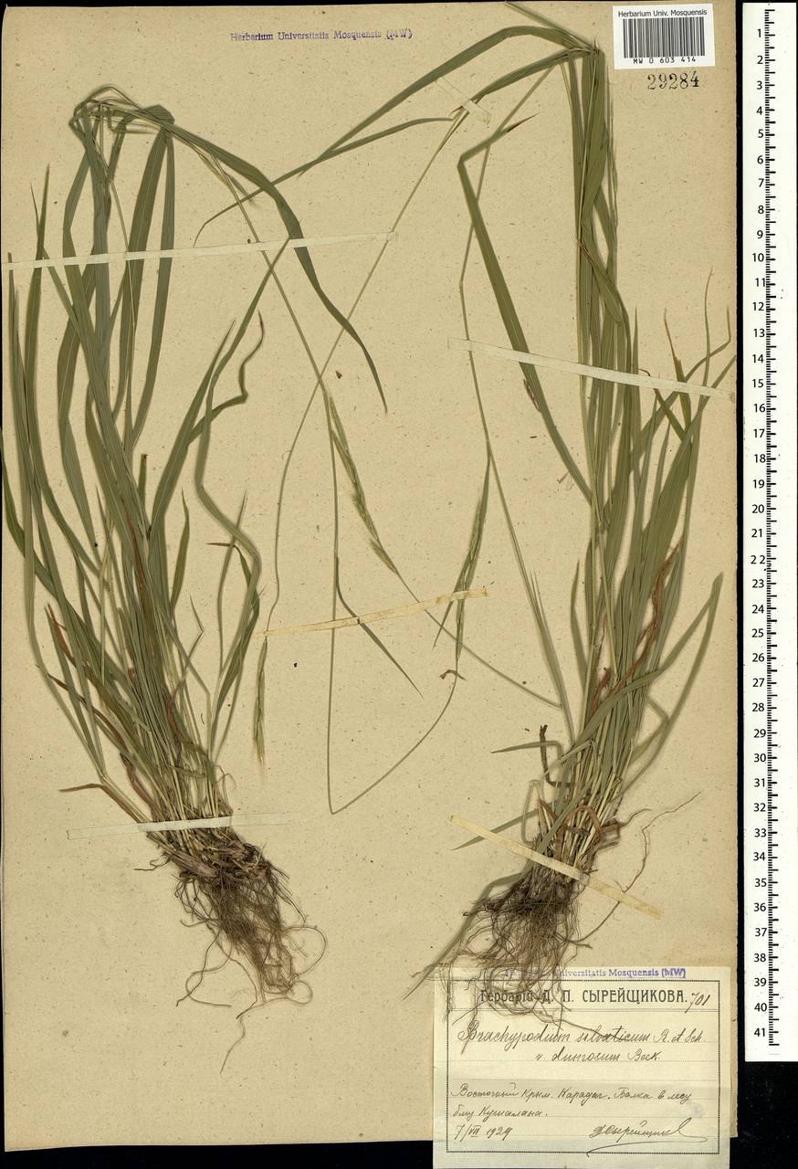 Ожика Альпийская / Luzula alpinopilosa
