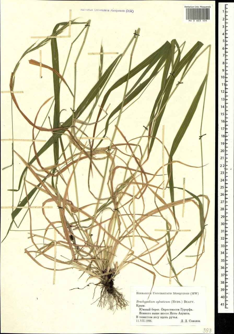 Злак коротконожка