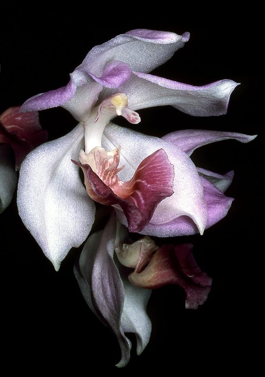 Орхидея Аганизия (Aganisia cyanea Flower)