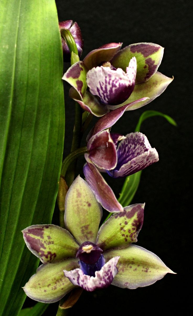 Aganisia lepida