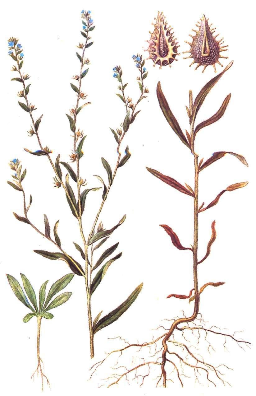 Leptospermum scoparium