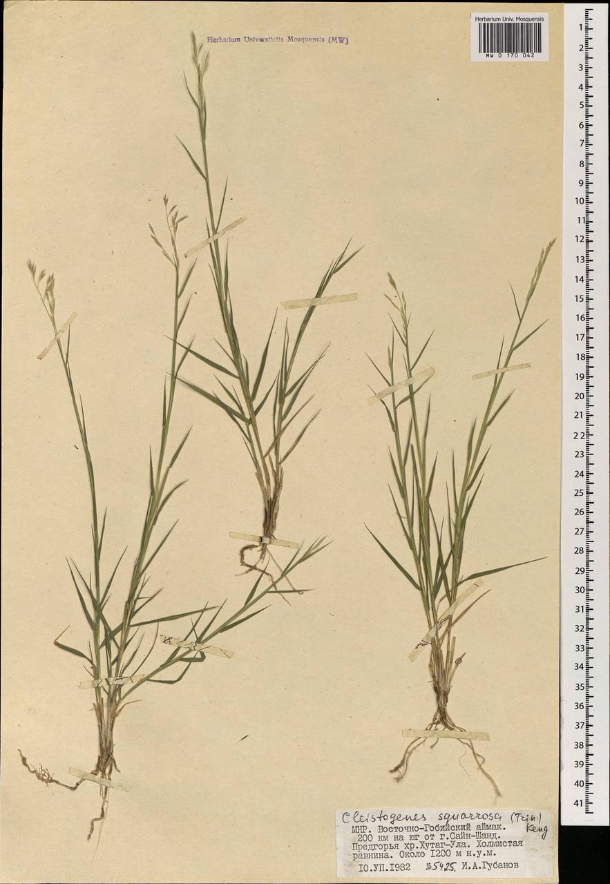 Тонкосемянник растопыренный (Leptospermum squarrosum)