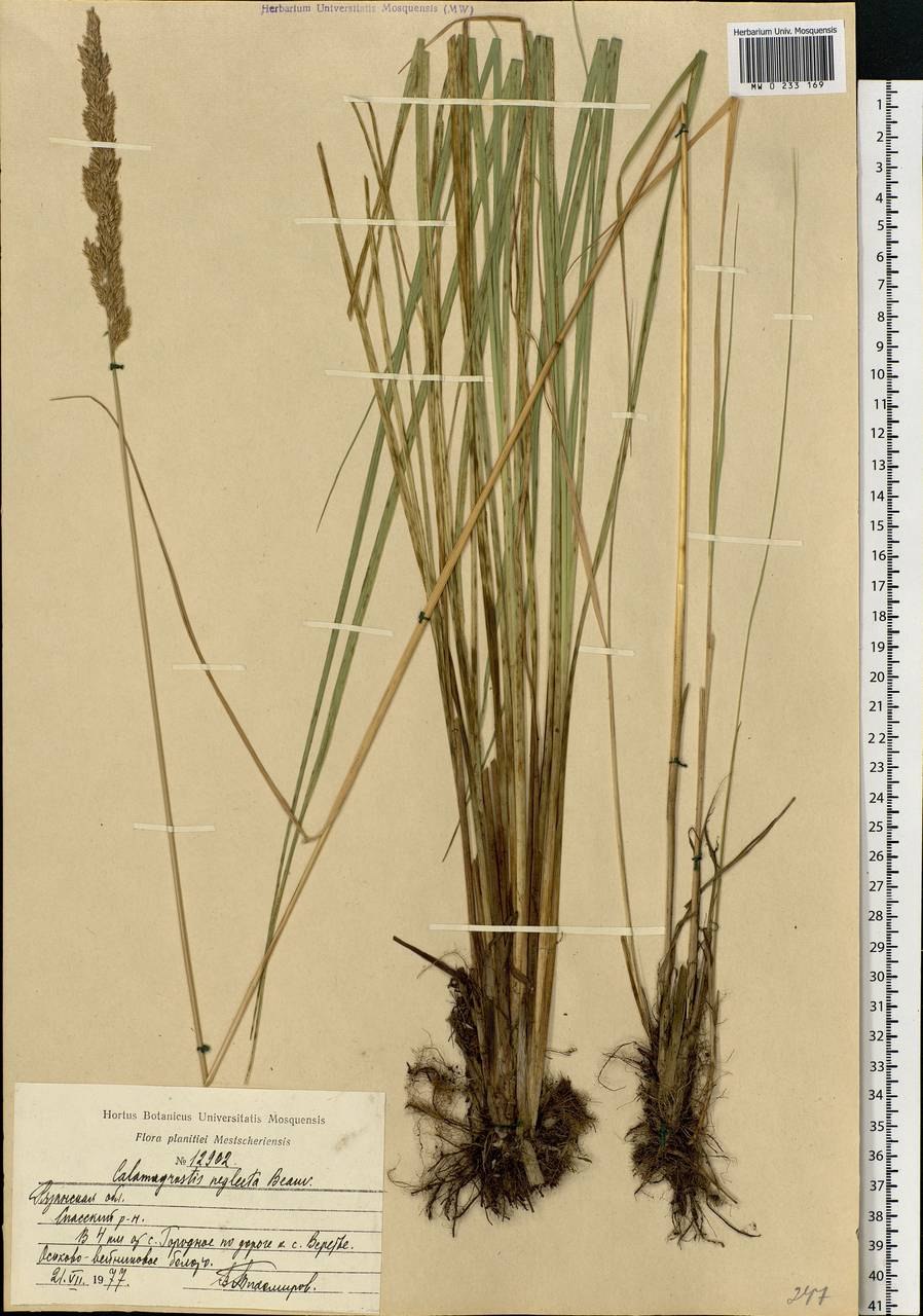 Вейник канадский