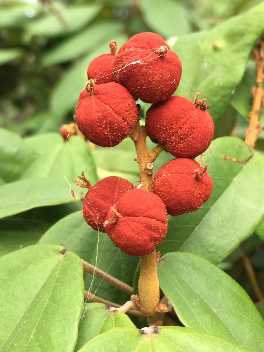 Mallotus paniculatus