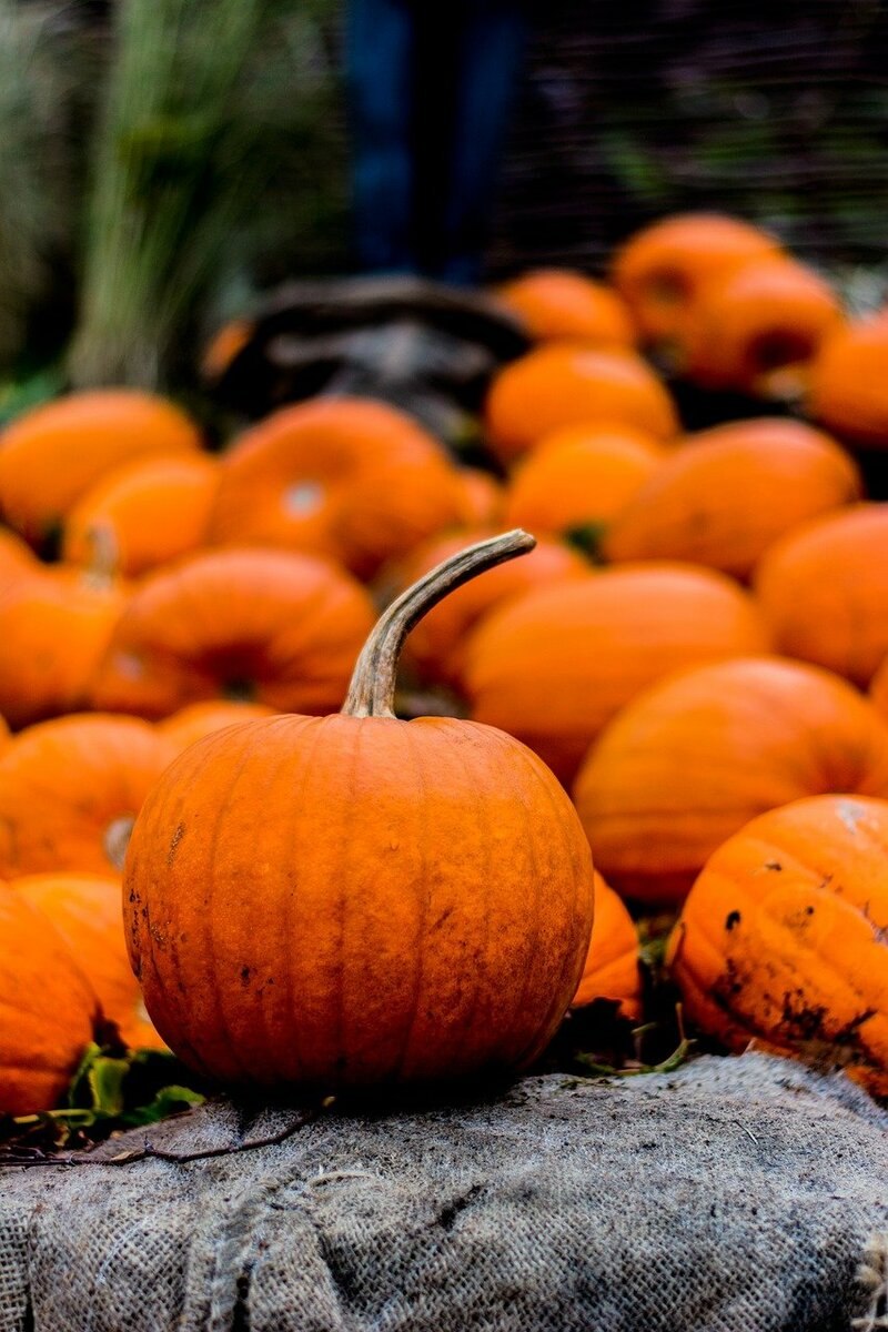 Тыква пальчатая