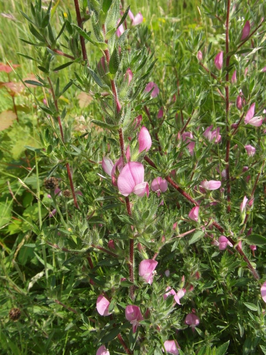 Хорст корень стальник полевой 50 г