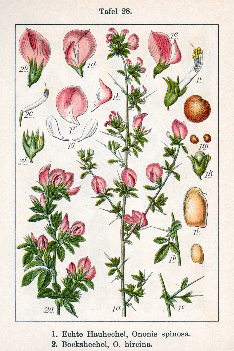 Стальник полевой фото