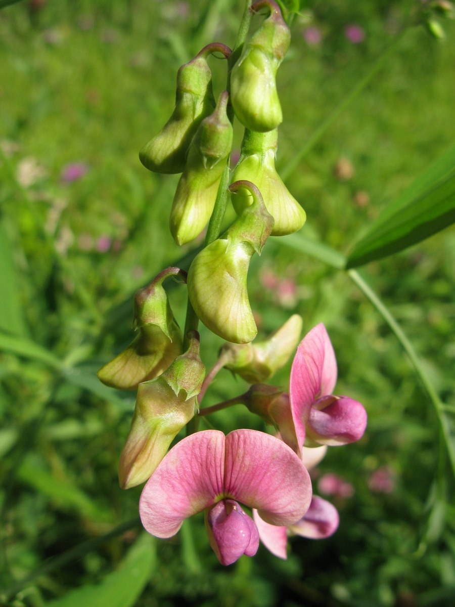 Стальника полевая