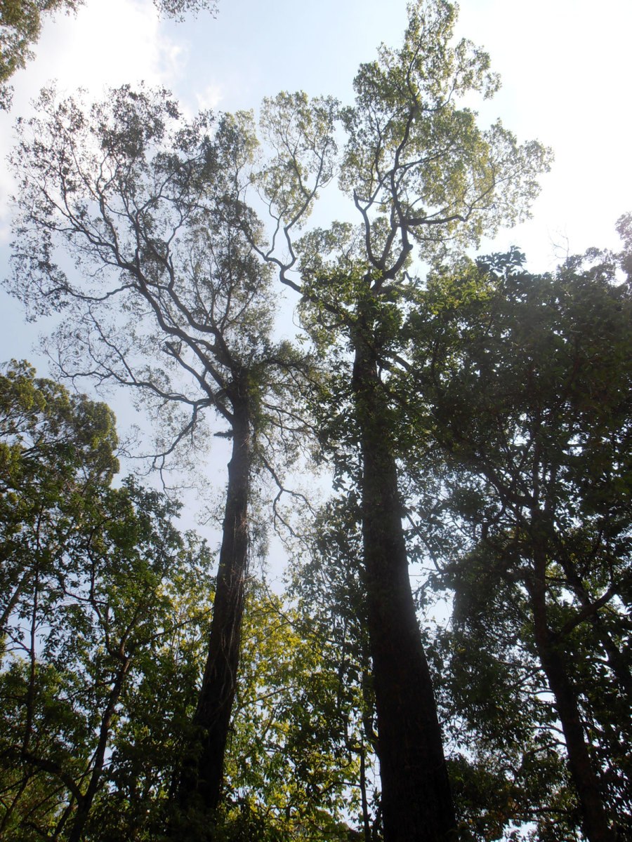 Toxicodendron vernicifluum