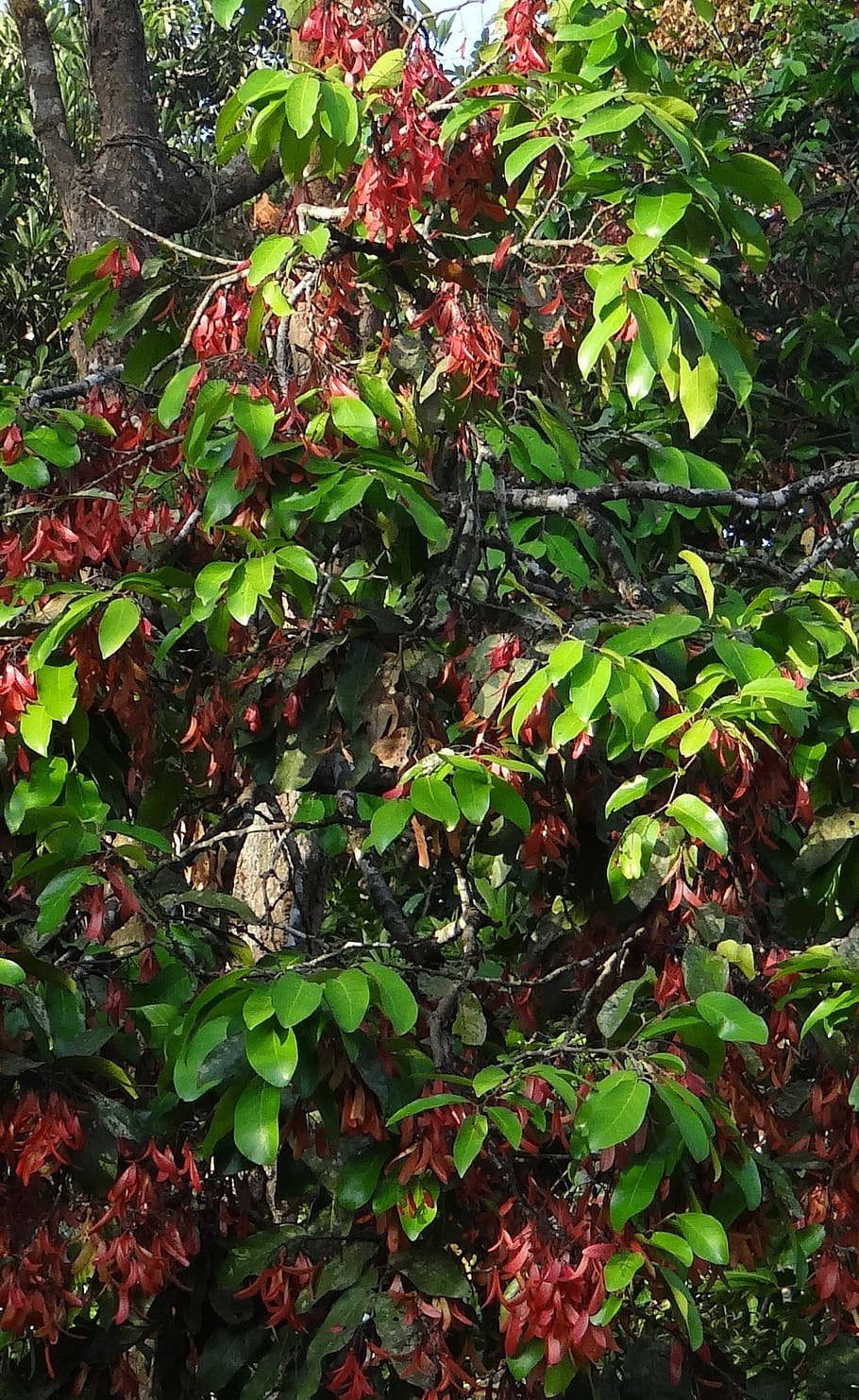 Шорея дерево плоды