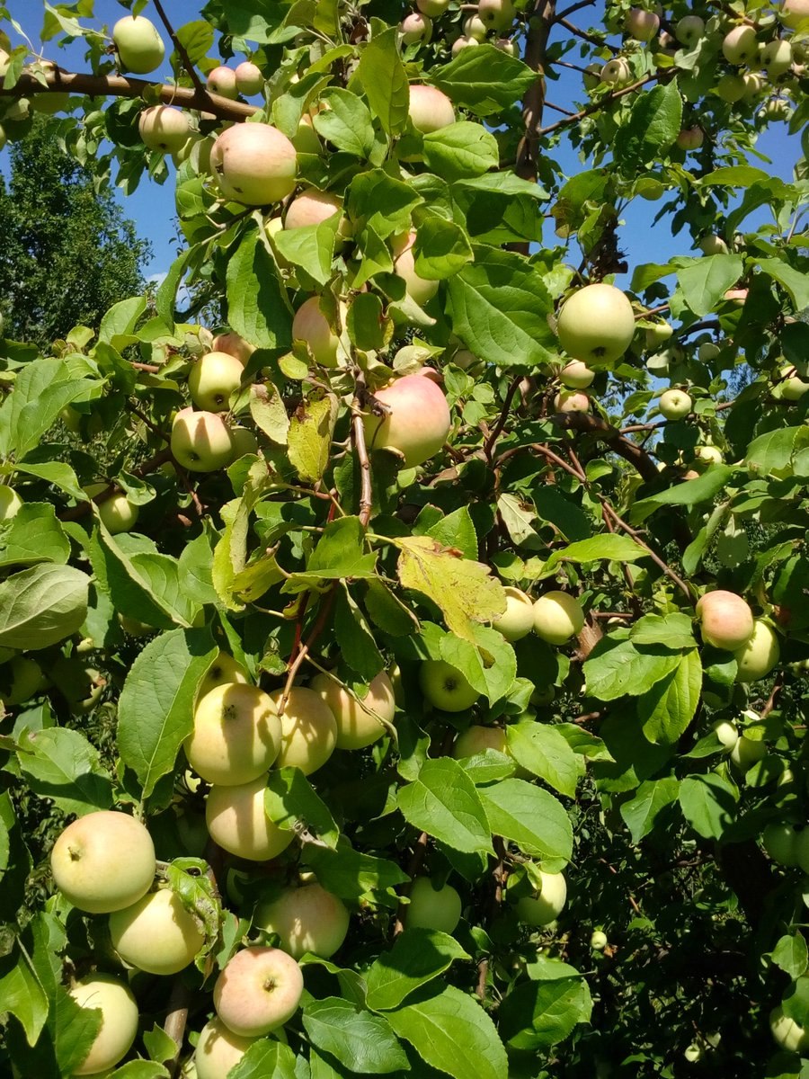 Яблоня Лесная крона