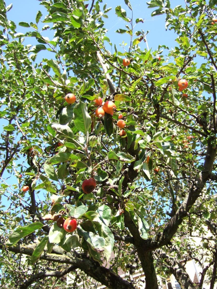 Яблоня лесная