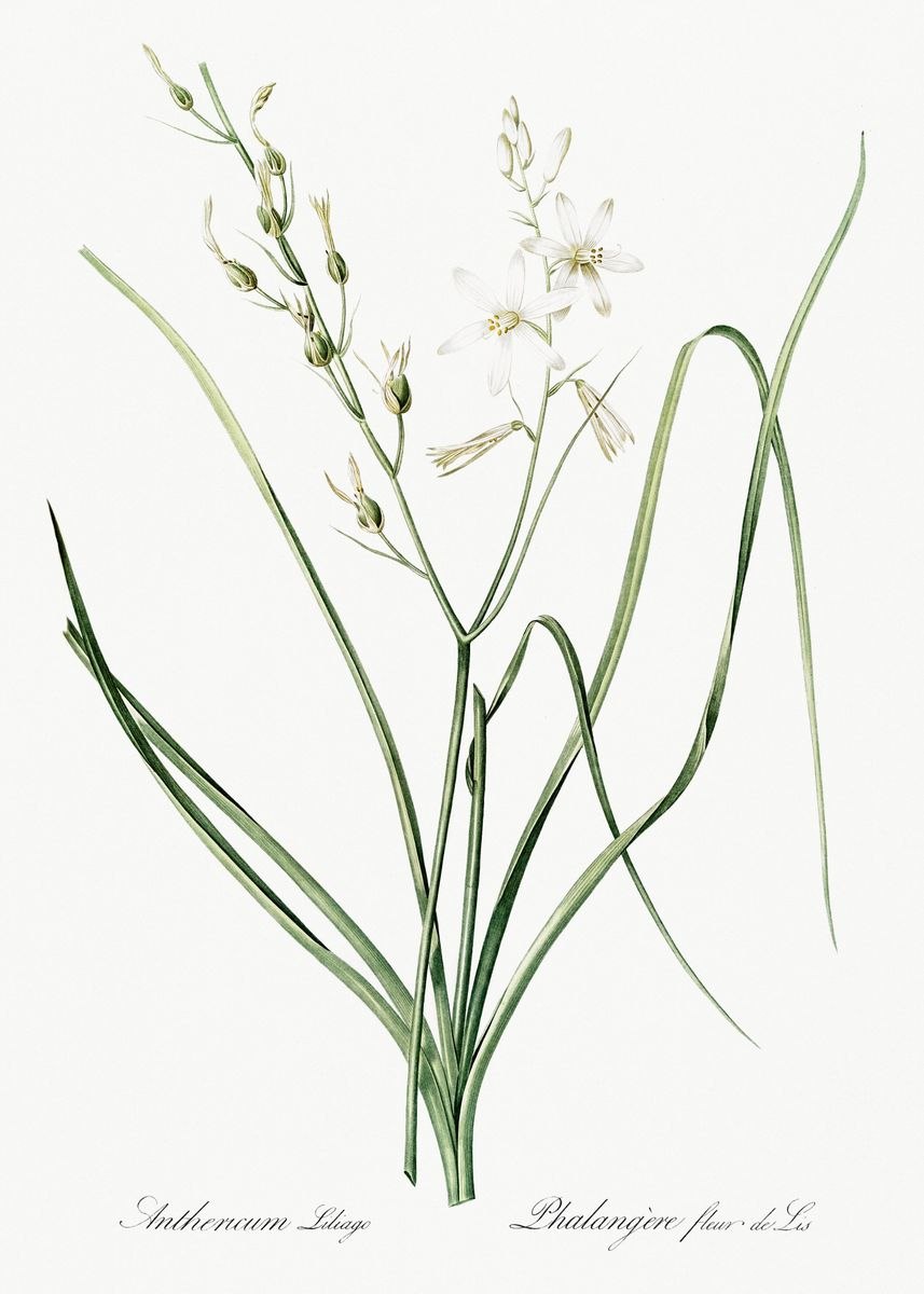 Парадизея лилиевидная