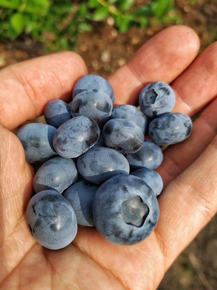 Голубика ягода