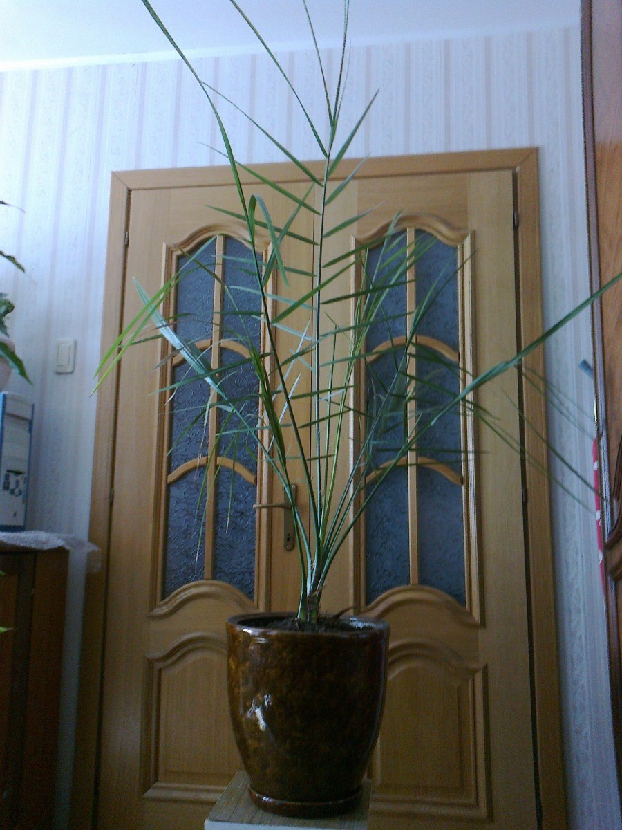 Финик Канарский