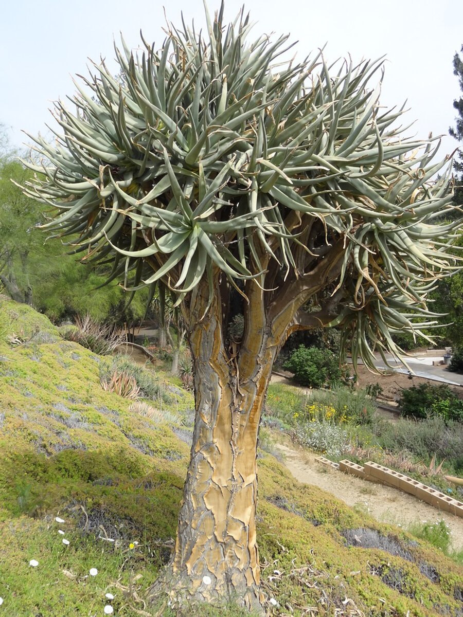 Алоэ дихотомическое (a. dichotoma Masson)