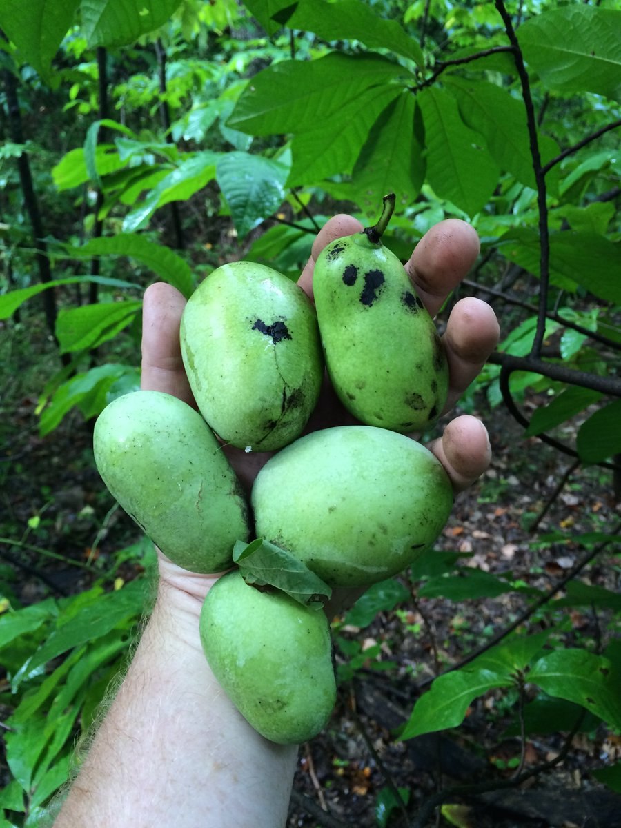 Азимина трилоба