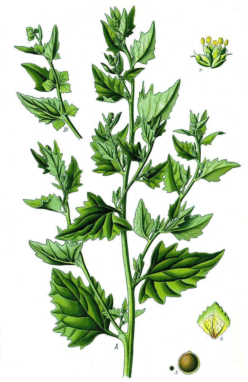 Марь белая лебеда