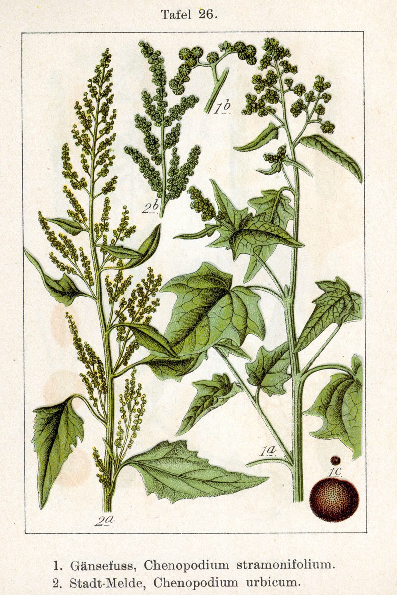 Лебеда раскидистая фото