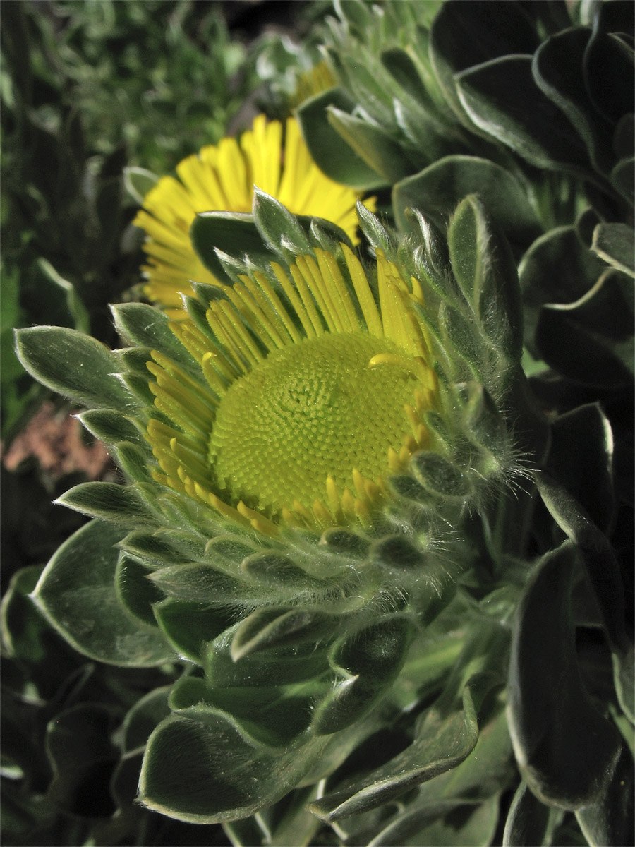 Asteriscus maritimus