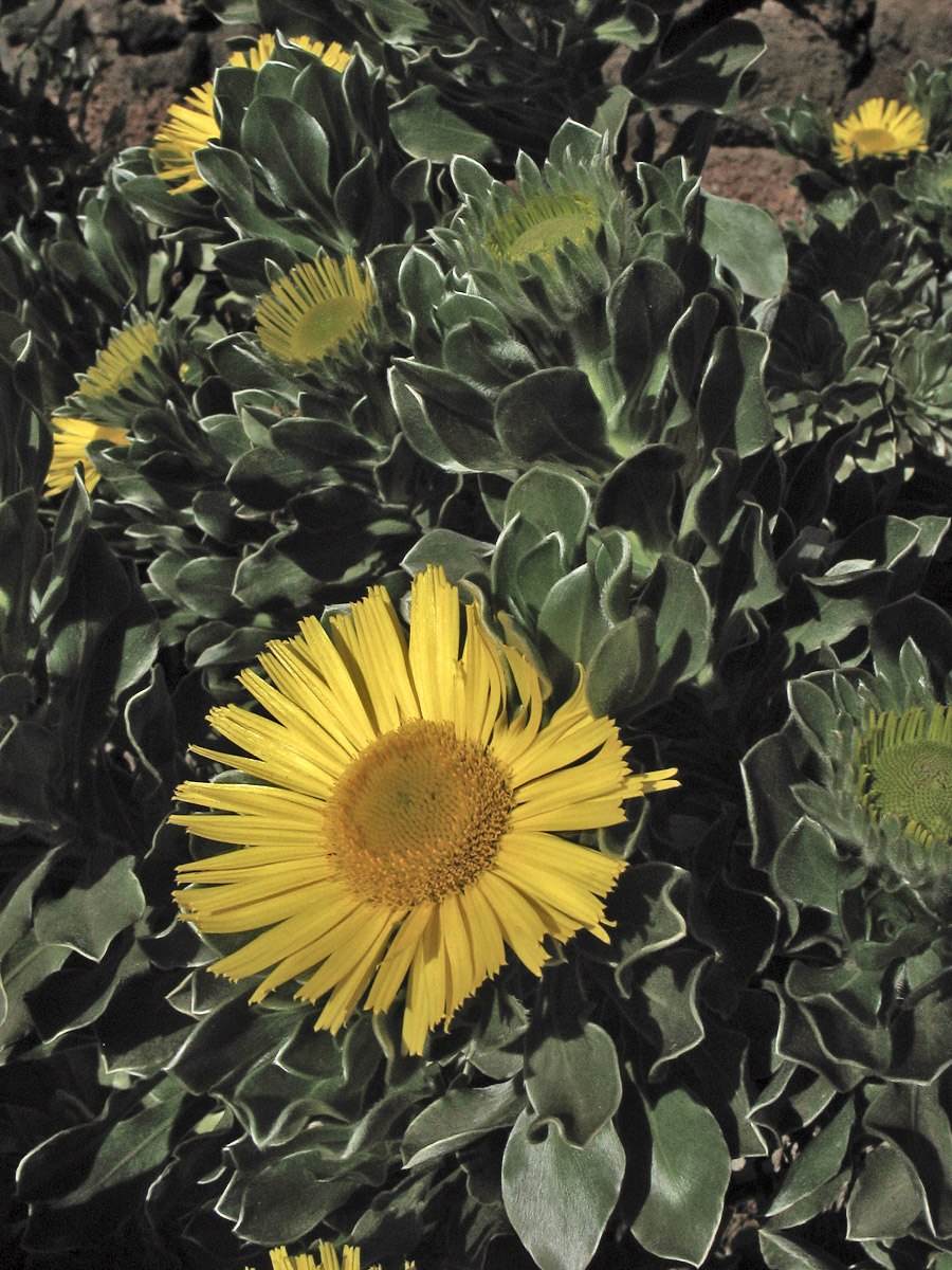 Астерискус Asteriscus Aurelia Gold