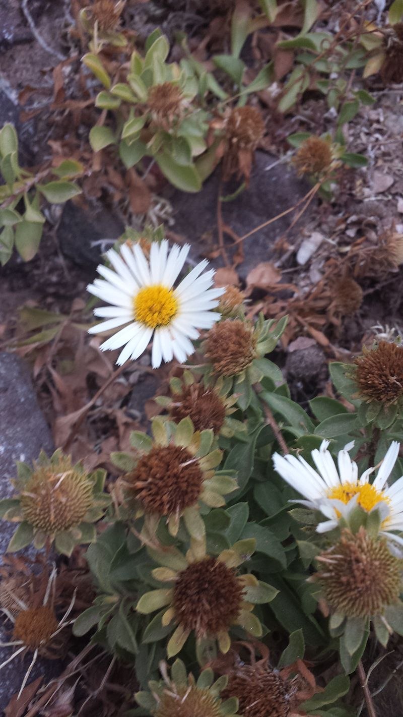 Астерискус