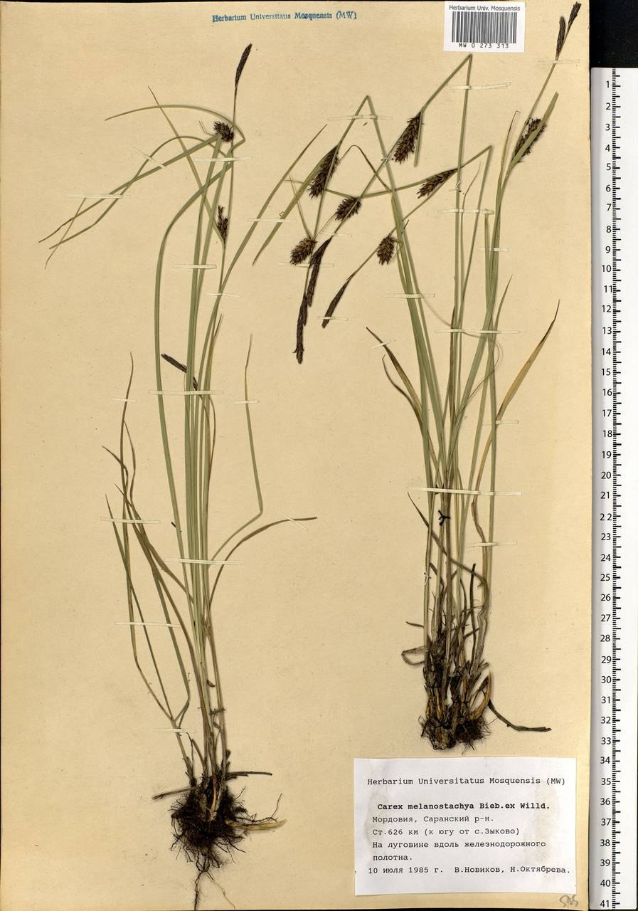 Осока Мертенса (Carex mertensii)