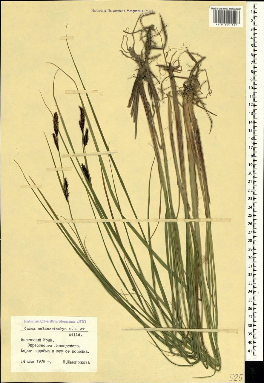 Осока чёрноколосая