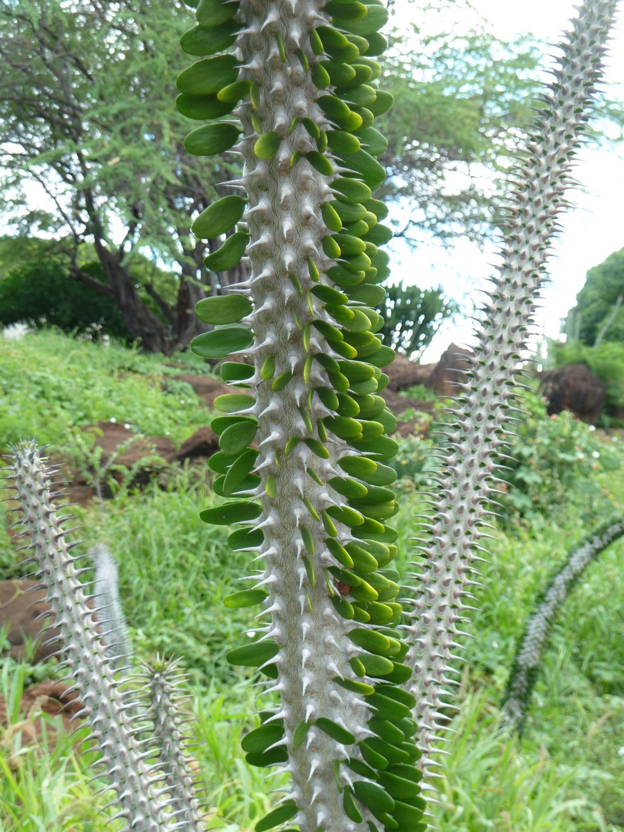 Аллуаудия процера (Alluaudia procera)