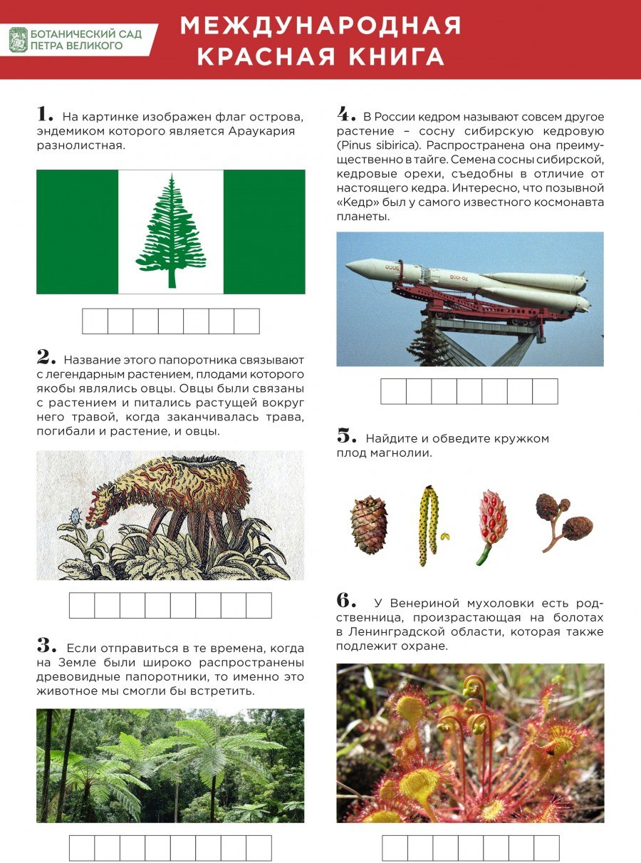 Уссурийский заповедник сосна густоцветковая