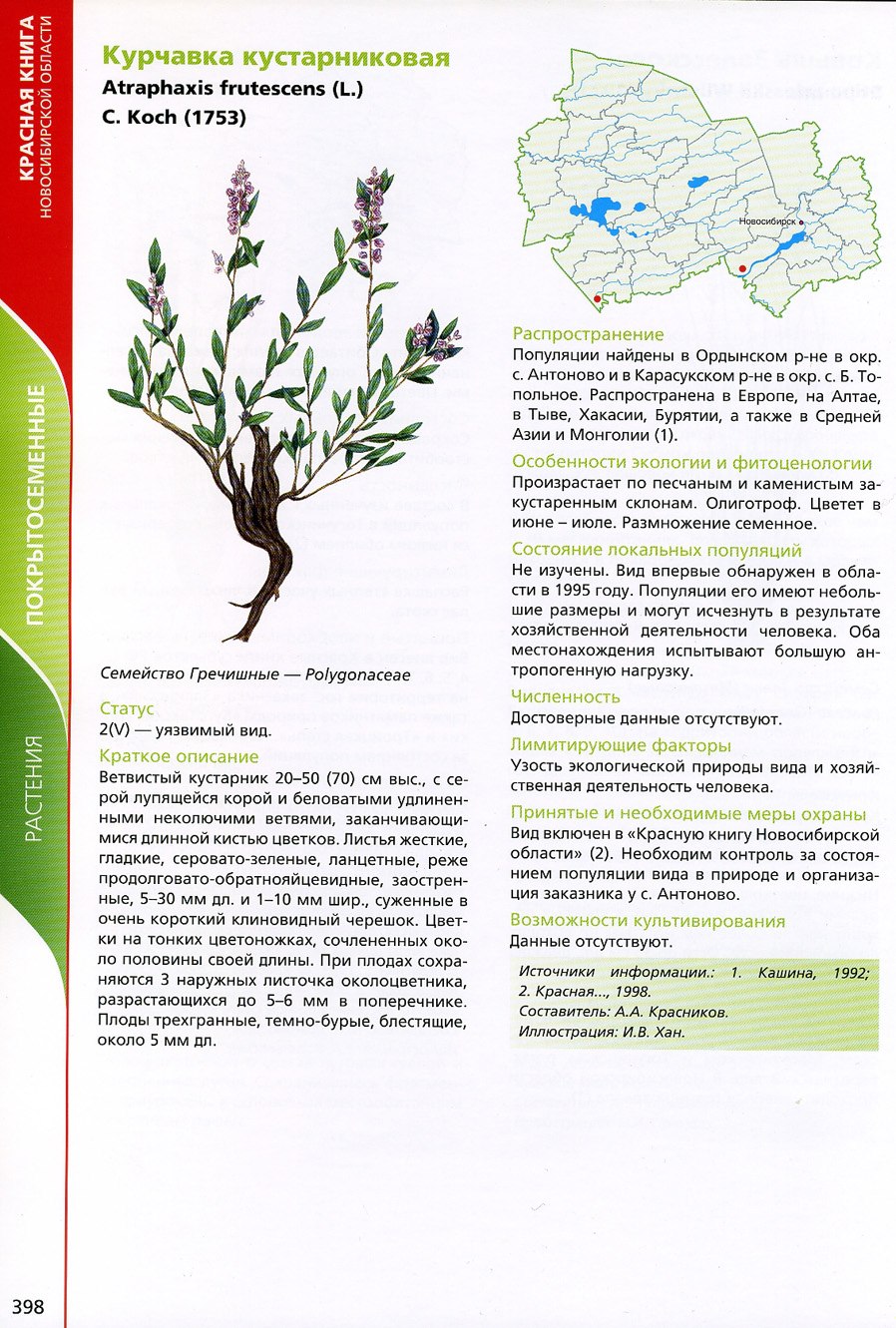 Кокио цветок