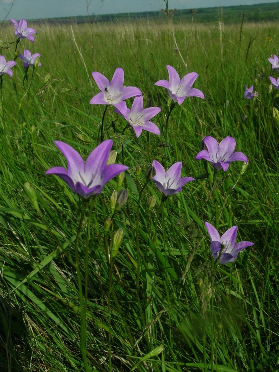 Колокольчик Безенгийский