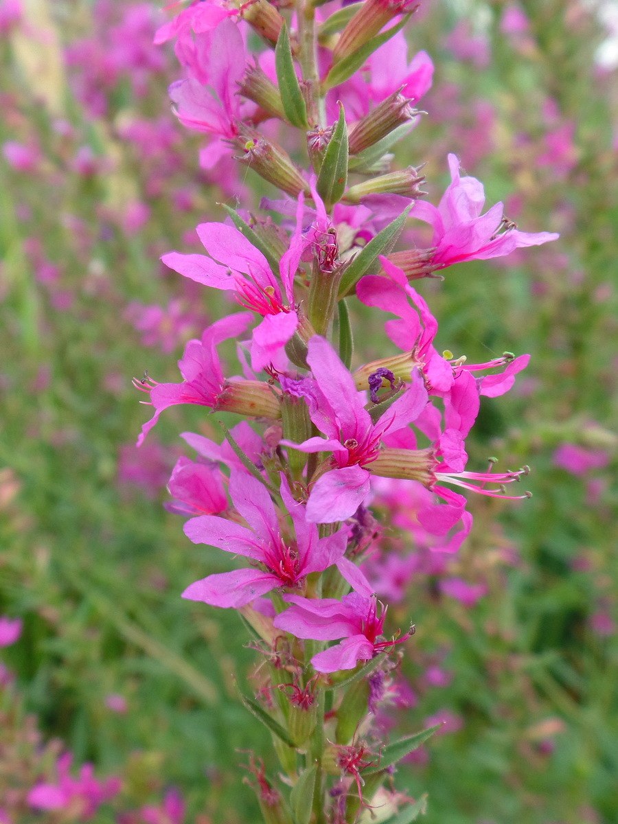 Дербенниковые