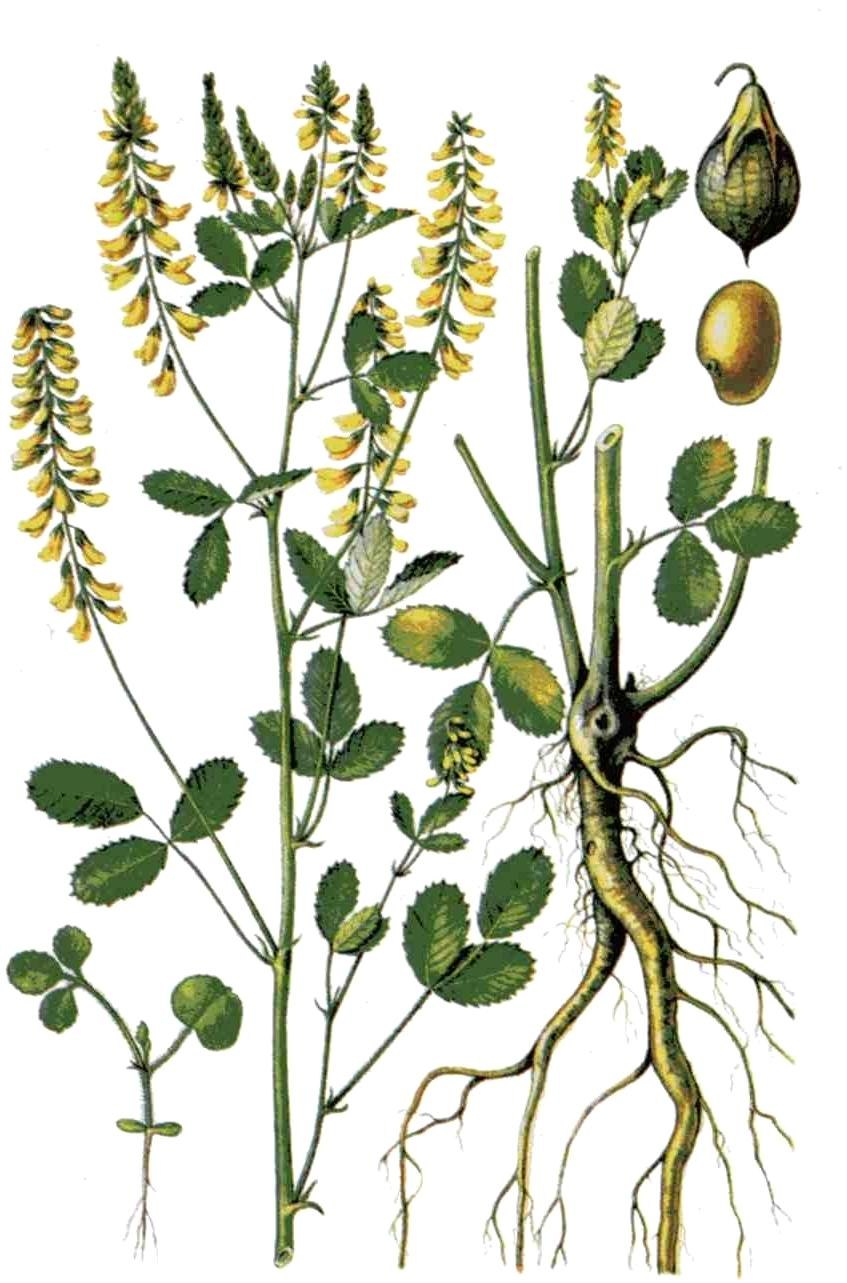 Пикульник жабрей