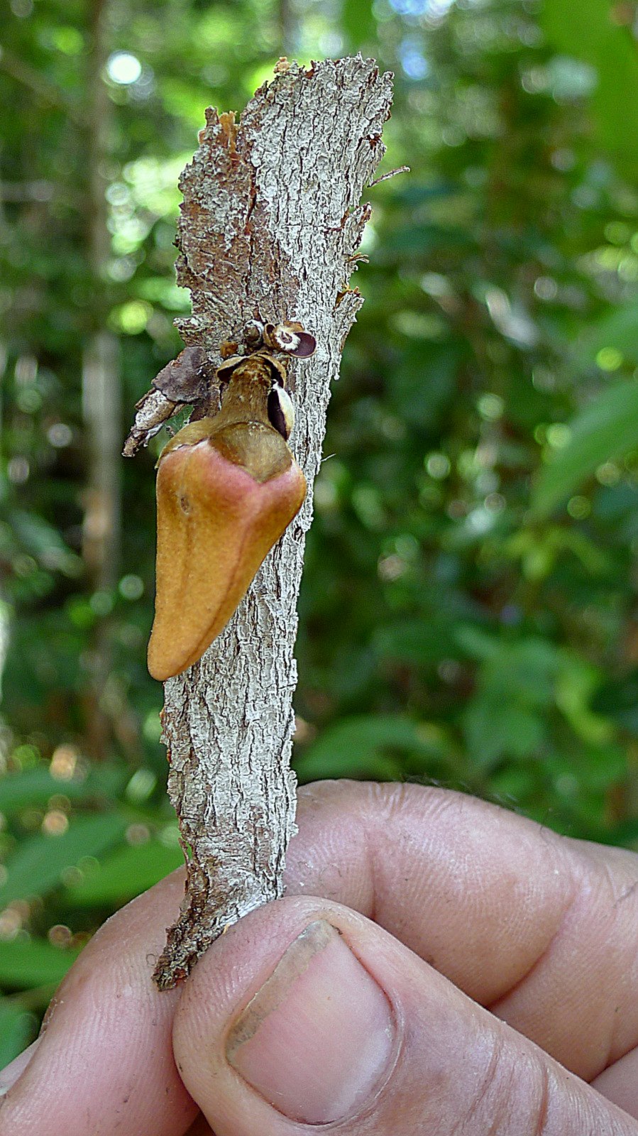 Xylopia glabra