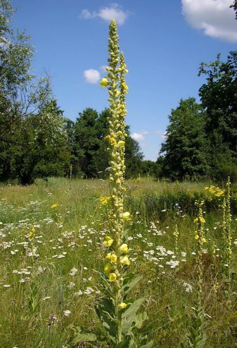 Коровяк Медвежье ухо ( Verbascum Thapsus l.)