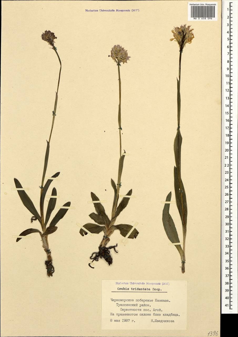 Ятрышник трехзубчатый рисунок