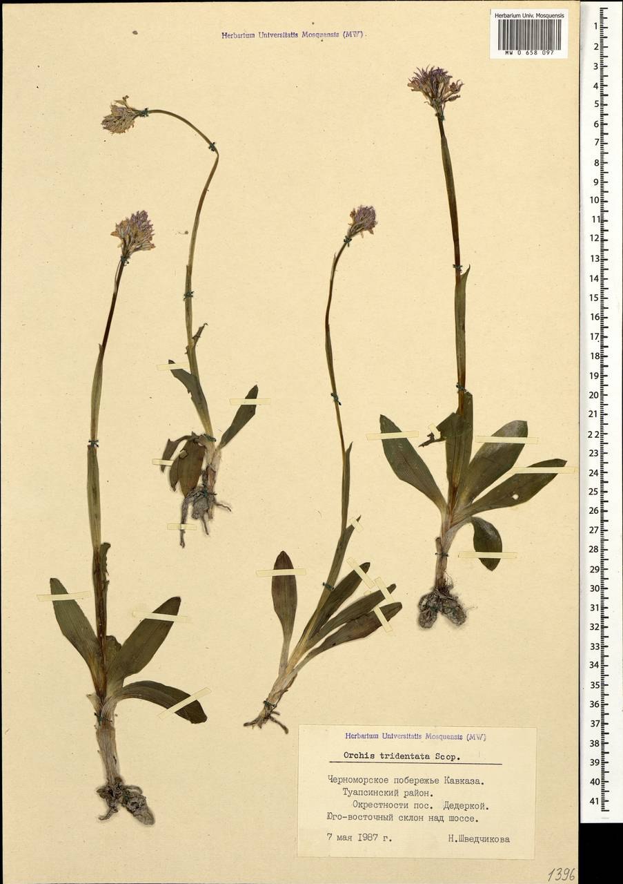 Ятрышник Кукушкины слезки