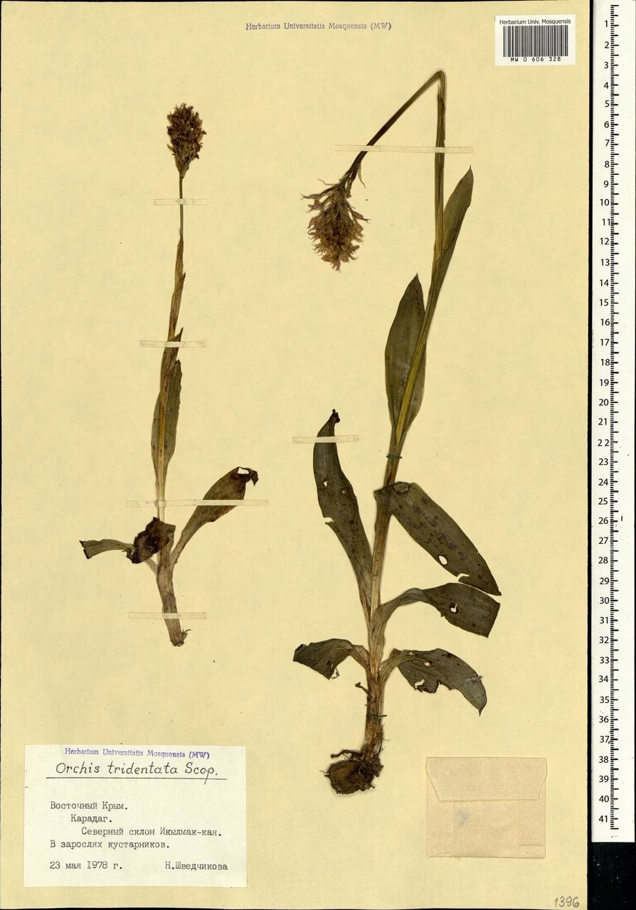 Ятрышник трехзубчатый