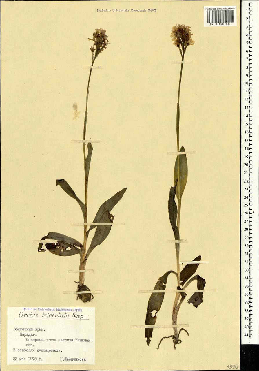 Ятрышник гербарий