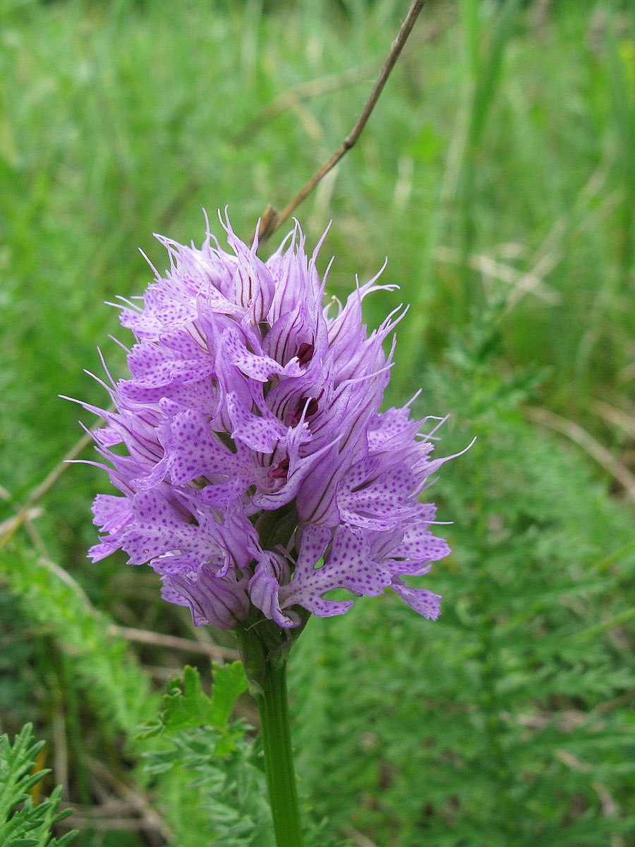 Ятрышник болотный Ботаническая иллюстрация