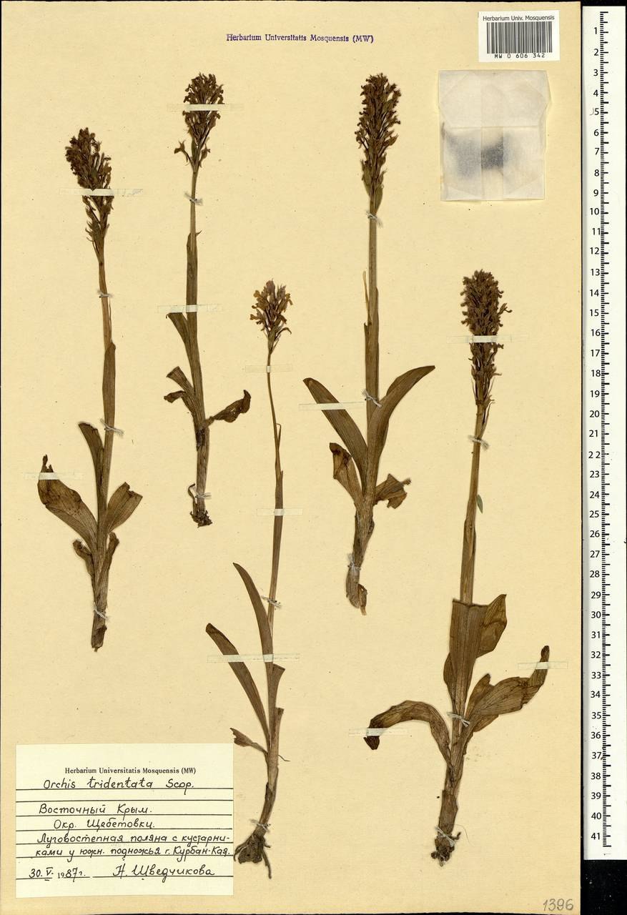 Ятрышник трехзубчатый