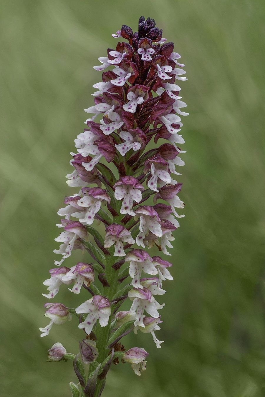 Неотинея трёхзубчатая