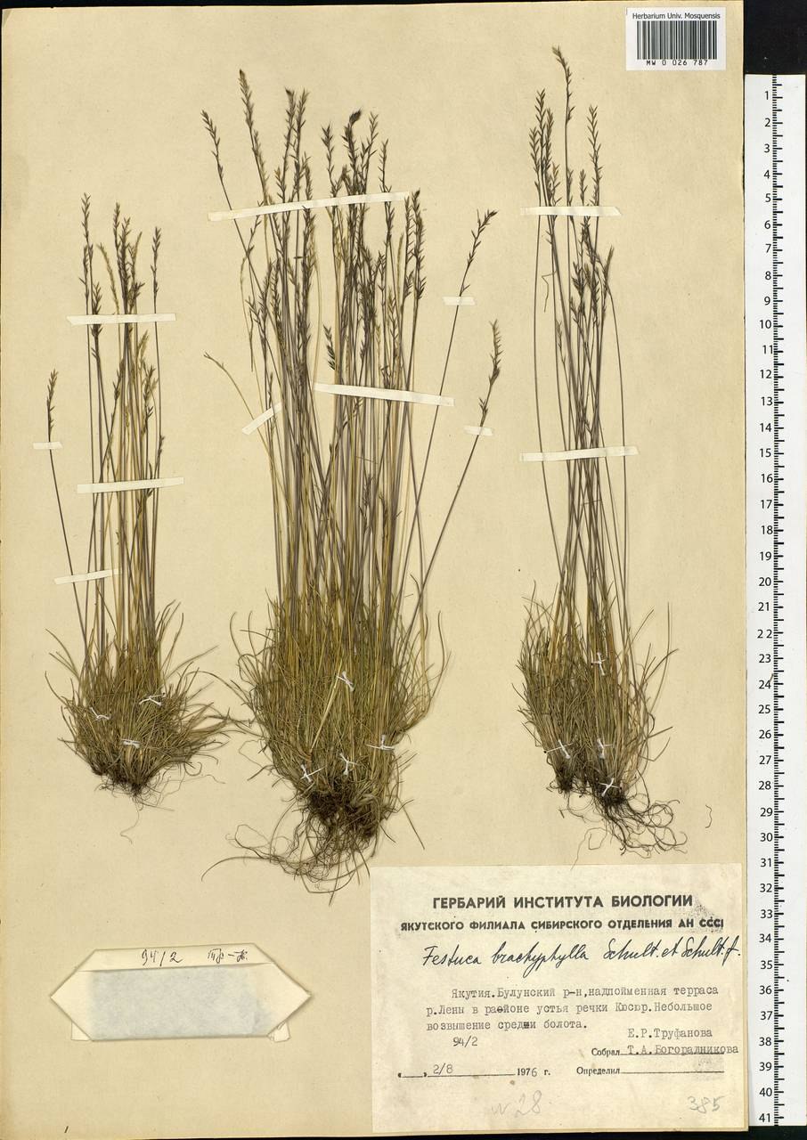 Festuca brachyphylla