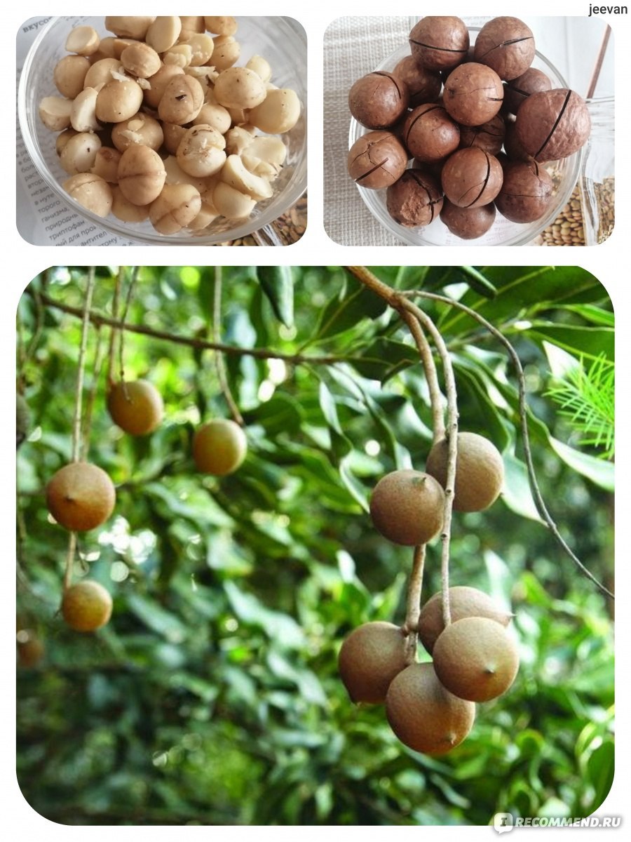 Macadamia integrifolia